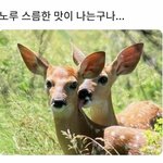 얼굴 <b>비대칭</b> 팩트는