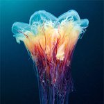 <b>CG</b>로 착각할 만한 해저 생물들