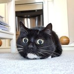 생각보다 하찮고 소듕한 너의 <b>이빨</b>