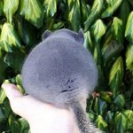 [19] <b>앙큼</b>한 엉덩이❤