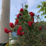 [추반] <b>돈지랄</b>이다 아니다 추반좀