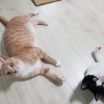 [고양이] 우리집 고영이들2