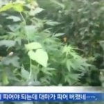 [드루와] 얘드라 추반 꼬