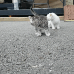 길냥이 가족2탄