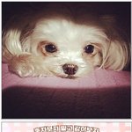 반려동물 사진이벤트 도전했는데 ㅎㅎ <b>페트</b>몽 퍼피컵 준대요!