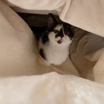 <b>반려동물</b> 때문에 울어본 적이 있나요?