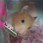 [댓글부탁해] 우리집 <b>햄스터</b> 물마심