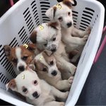 [강아지] <b>야산</b>에 버려진 5남매