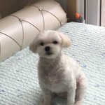 개학 ㅈㄴ에<b>바인</b> 이유ㅋㅋ