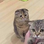 <b>속상</b>한 냥냥이 ㅠㅠ기여어어어ㅓㅠㅠ