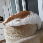 나의 동거묘 <b>도칠</b>이 끝나가는 5월 일상들..