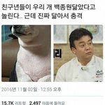 우리집개 백종원 닮은 강아지 닮았어 ㅋㅋ