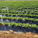 [밭딤] 온클 듣기 전에 비료 뿌릴게(덩케2)