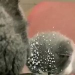 우연히 찍었는데 넘나리 <b>귀여웅</b> 칭구들