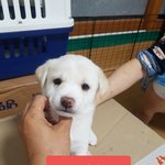 [강아지] <b>보나</b>의 6남매 가족이 되어주세요