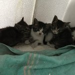 [고양이] 회사 공장에 새끼냥이들....