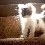 [19] <b>새벽</b> <b>빛</b>삵