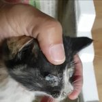 [고양이] <b>지붕</b>에 갇힌 고양이 구조