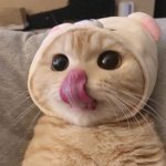 야 학교 얘기 좀 해줘 니네 어떻게<b>사냐</b> 오즘