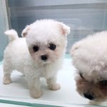 [이것좀봐줘] 강아지 분양받은 금액 일분만 환불받고 싶은데..