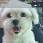 포방터시장근처 말티즈<b>여아</b>가 주인을 애타게 기다리고 있습니다