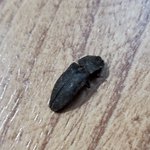 저 죄송합니다 이벌레 <b>바퀴</b>벌레인가요???