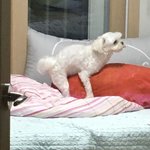 여기 <b>마운</b>팅 하다 걸린 견공이 있다?!