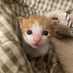 죽기 직전 구한 아기고양이 '차차' 3주 후 그리고..보낼 <b>예정</b>
