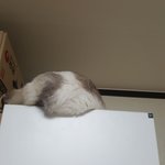 [10대의성] 중2 속옷 어디서사