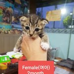 [고양이] 2개월 아깽이 남매