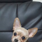 10년키운강아지를 잃어버렸어요ㅠㅠ