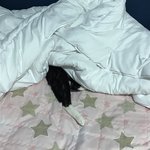 [드루와] 고양이 ㅈㄴ 웃기네
