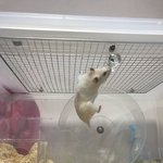 [드루와] 우리 <b>햄스터</b> 왜저래 ㄹㅇ루ㅋㅋㅋㅋ