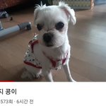 [드루와] <b>이</b> <b>강아지</b> 베폰이 <b>강아지</b>임?