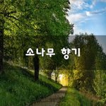 [50대] 소나무 향기~