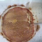 [19] 나 세균키우는거 1년넘게? <b>냅둠</b>