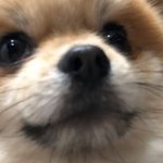 [댓글부탁해] 삼백안이 자랑임?