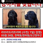 [방탈죄송] ⭐⭐⭐천재견 호야 자견 잃어버리셨대 ⭐⭐⭐ 한번만 봐줘...