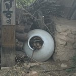 [댓글부탁해] 강아지 귀엽지ㅠ ㅠ