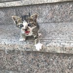 <b>혼란</b>을 틈 타 내가 찍은 고양이