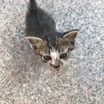 <b>혼란</b>을 틈 타 내가 찍은 고양이2
