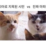 [댓글부탁해] 아니 그래서 ㄹㅇ 등교<b>중지</b> 안한다고??