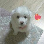 저희 공주 좀 보고 가세요!