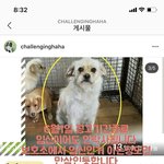 [댓글부탁해] 임신중인 유기견 오늘 안락사날이야 도와줘ㅠㅠ