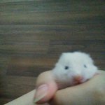 [댓글부탁해] 햄<b>토리</b> 키울사람!!