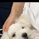 [댓글부탁해] 우리강아지 <b>몽자</b>닮지않았냐