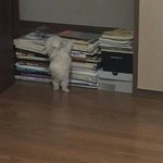 야한목소리로다정한<b>말</b><b>vs</b>