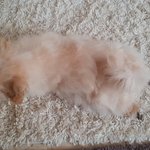[강아지] 우리집 강아지 발바닥 <b>너모</b> 귀여워