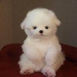 [드루와] 슈가 해외에서 찐 <b>난리</b>났네ㄷㄷㄷ