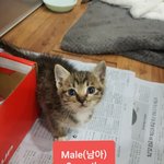 [고양이] 2개월 고등어 남매